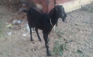 goat-chhattisgarh_650x400_61455000643